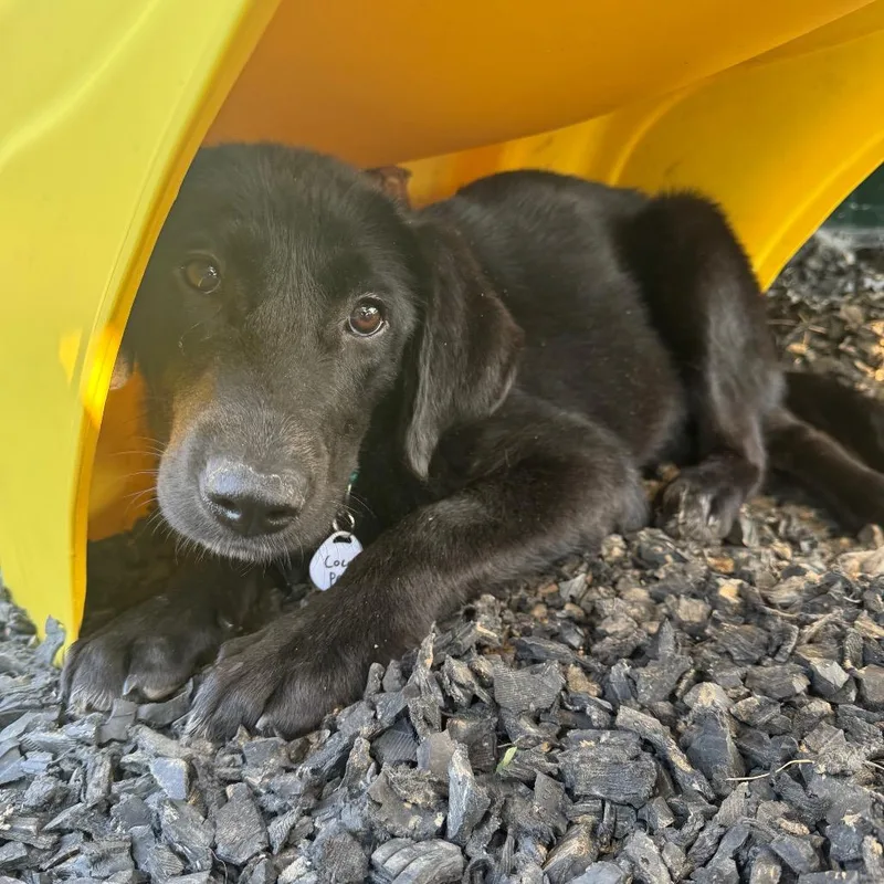 A baby medium-sized female Black Labrador Retriever dog named Coconut for adoption in Normal, IL