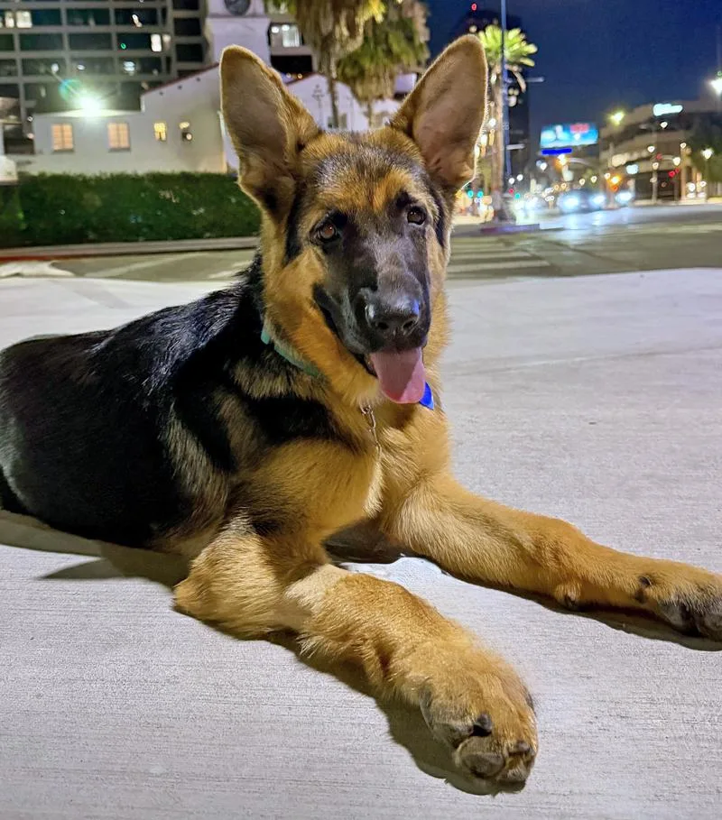 A baby large-sized female Black German Shepherd Dog dog named Brisa von Bergheim for adoption in Los Angeles, CA