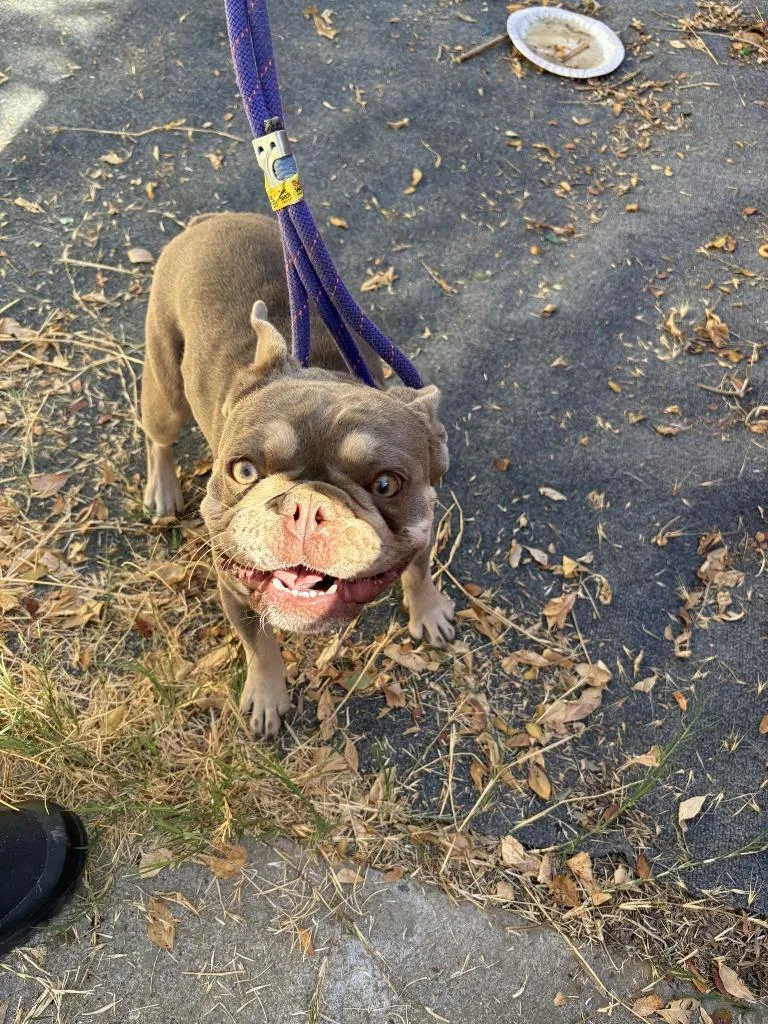 A young small-sized female French Bulldog dog named Winifred for adoption in Newman, CA