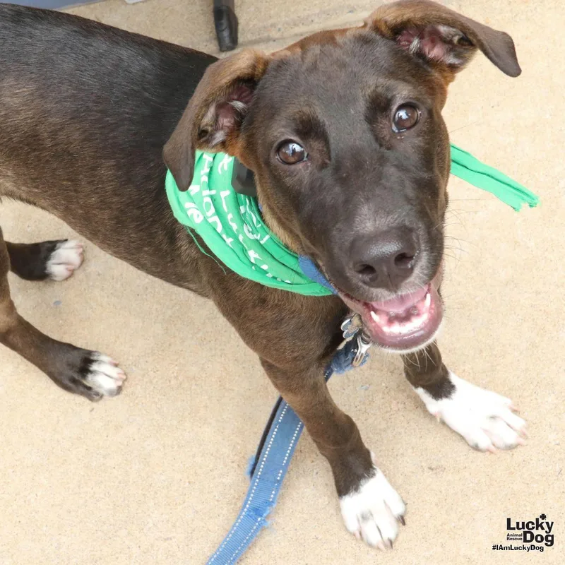 A baby large-sized female Shepherd dog named Frankie for adoption in Washington, DC