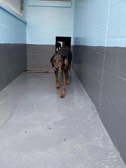 An adult large-sized female Coonhound dog named Rosie for adoption in Daytona Beach, FL