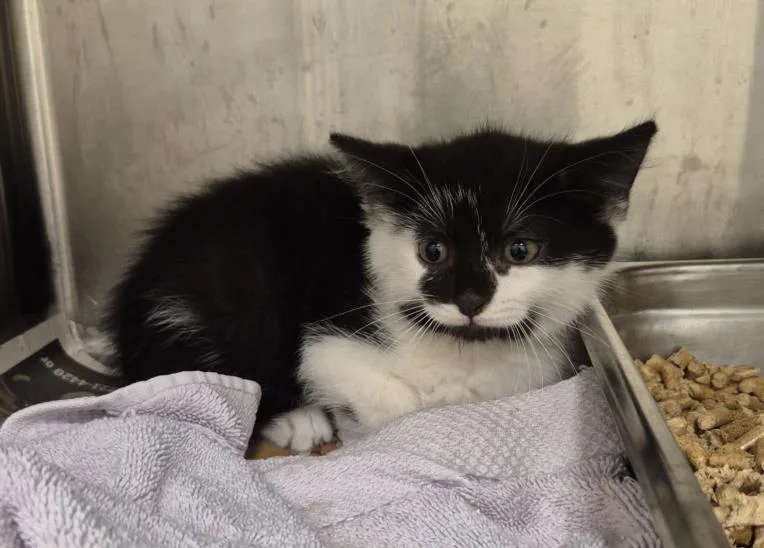 A baby small-sized male Domestic Short Hair cat named Scribble for adoption in Hagerstown, MD