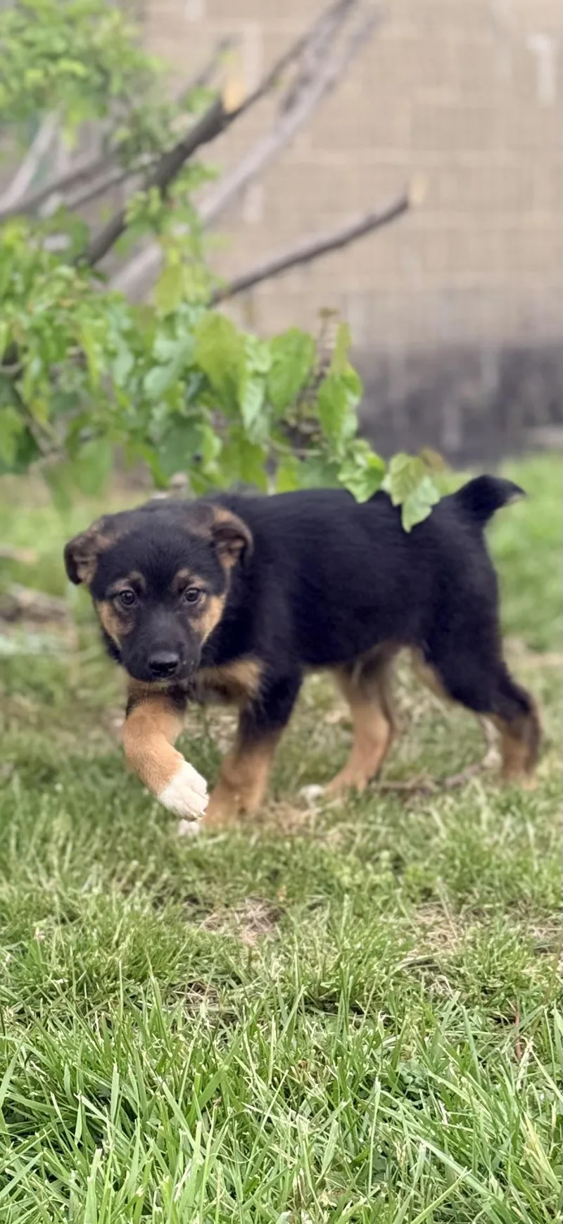 A baby medium-sized male Black Beauceron dog named Archie for adoption in Columbia, MD