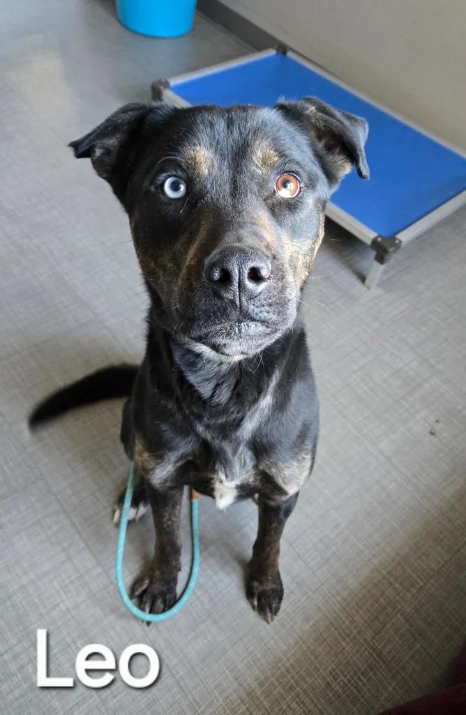 Leo Yrly thumbnail 2