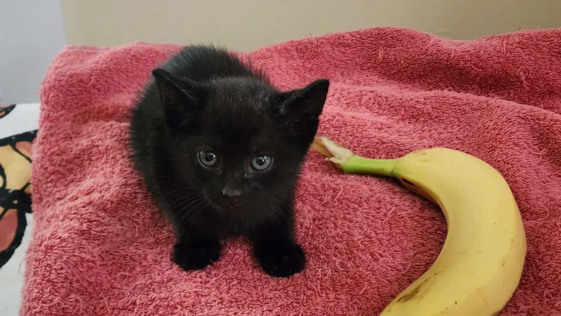 A young medium-sized female Domestic Short Hair cat named Rd for adoption in Camden, SC