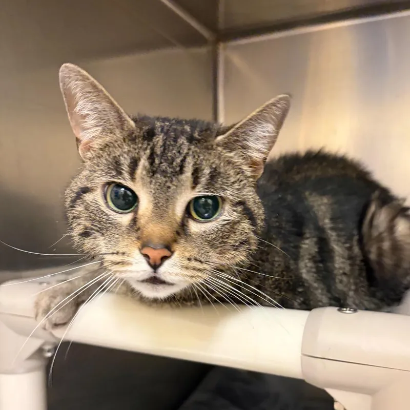 An adult medium-sized female Buff / Tan / Fawn Domestic Short Hair cat named Papaya for adoption in Bedford, NH