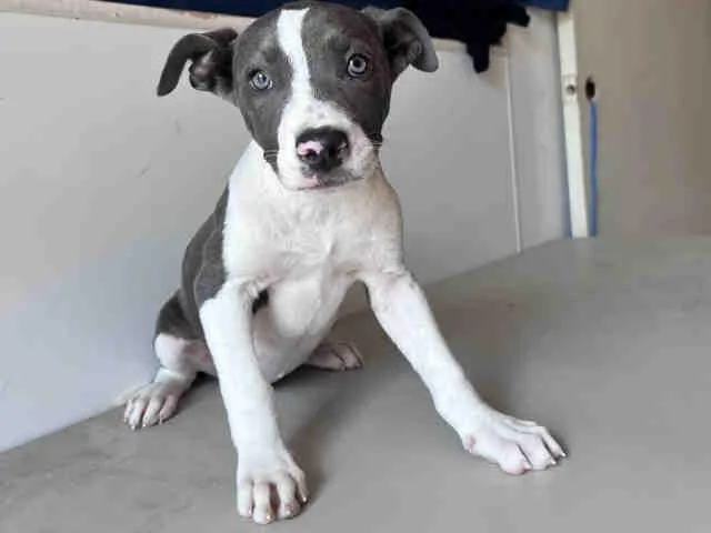 A baby medium-sized female Pit Bull Terrier dog named Amy for adoption in Bonita, CA