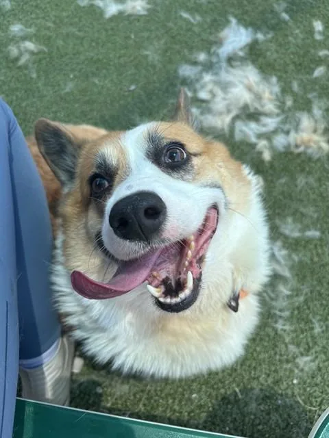 An adult medium-sized male Cardigan Welsh Corgi dog named Finn for adoption in Pasadena, TX