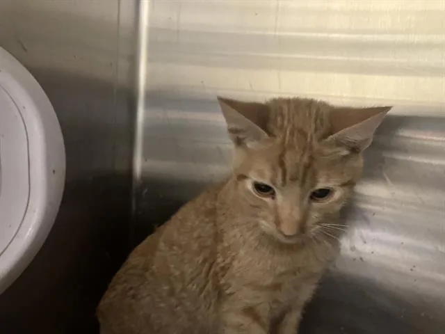 A young small-sized male Domestic Short Hair cat named Vittorio for adoption in Tustin, CA