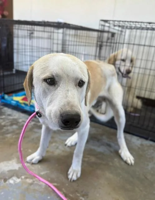 A young large-sized male Apricot / Beige Great Pyrenees dog named Copper for adoption in Chesterfield, SC
