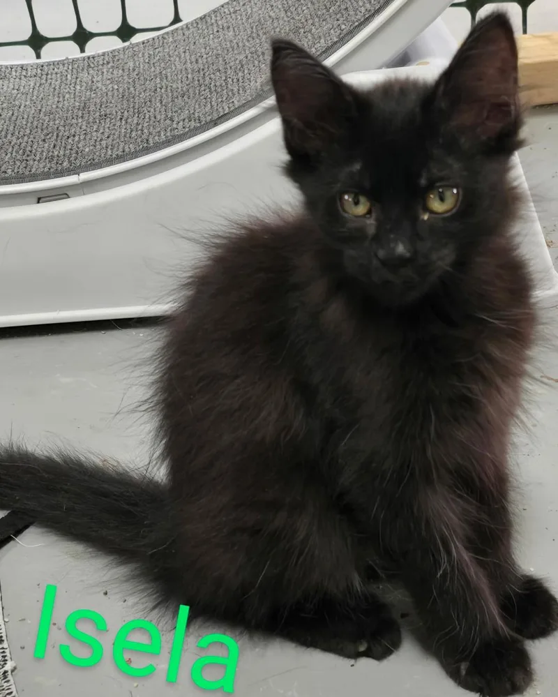 Isela