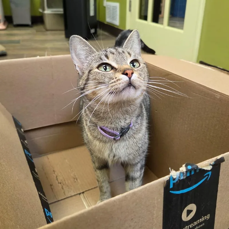 A young medium-sized female Brown / Chocolate Domestic Short Hair cat named Waffle for adoption in Normal, IL