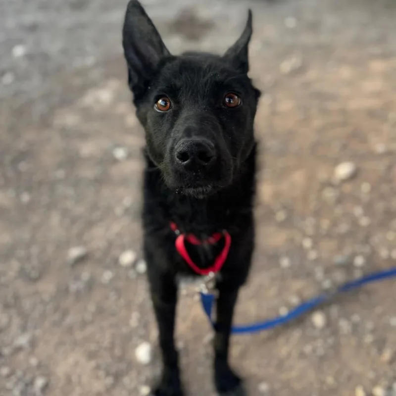 A young medium-sized male Black German Shepherd Dog dog named Onyx for adoption in Las Vegas, NV