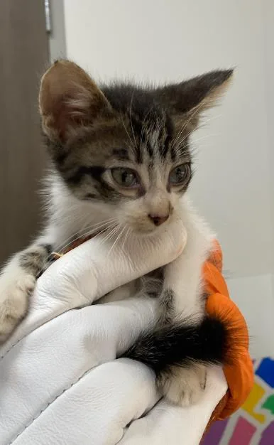 A baby small-sized male Domestic Short Hair cat named Sprite for adoption in Baytown, TX