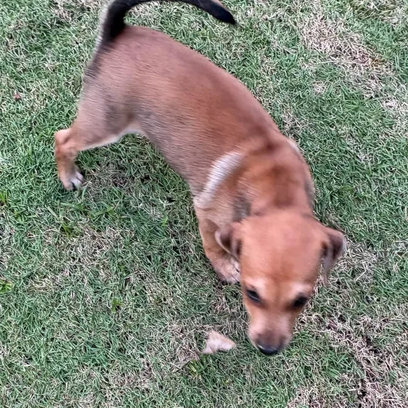 A baby small-sized male Chihuahua dog named Sparky for adoption in Rincon, PR