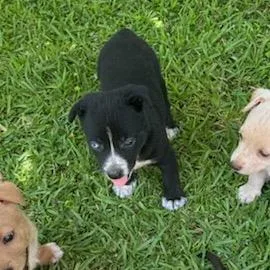 A baby small-sized female Black Mixed Breed dog named Mac for adoption in Tupelo, MS