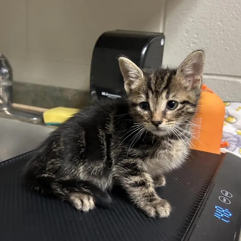 A baby small-sized male Brown / Chocolate Domestic Short Hair cat named Chandler for adoption in Bristol, IN