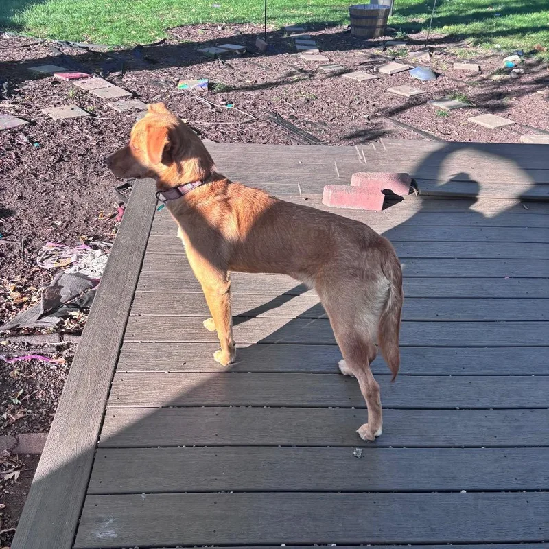 A young medium-sized female Mixed Breed dog named Cider for adoption in Buffalo, MN
