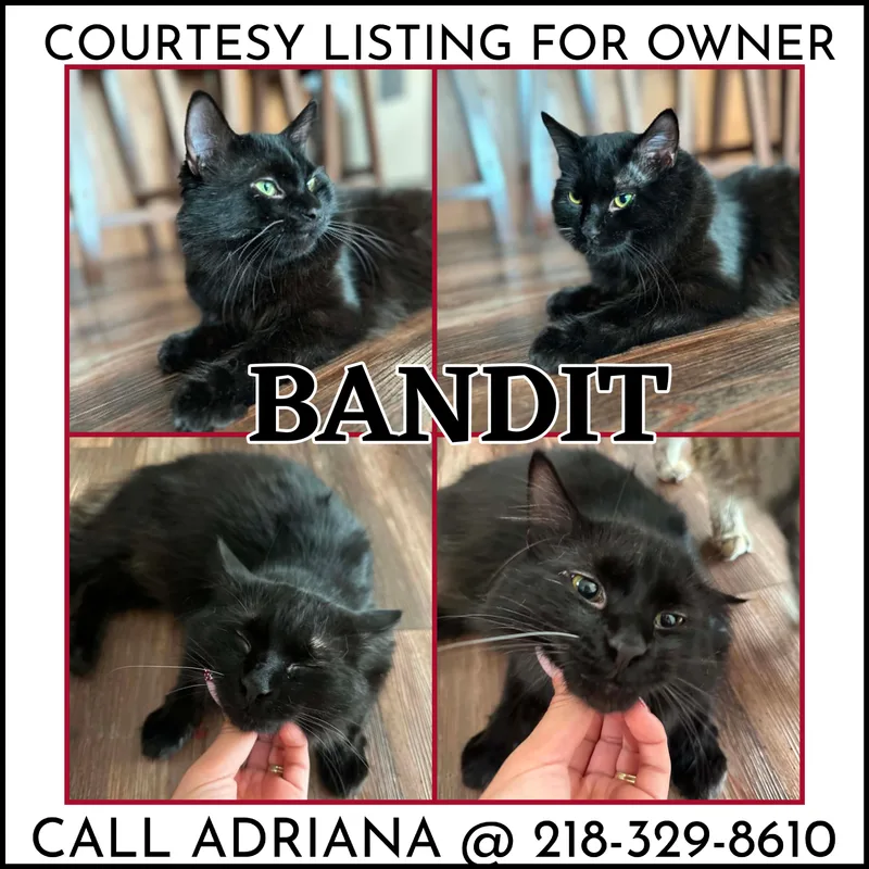 A young medium-sized male Black Domestic Medium Hair cat named Bandit COURTESY LISTING for adoption in Valley City, ND