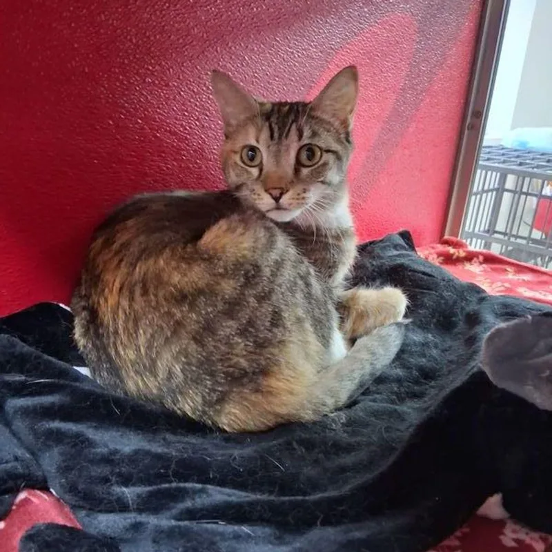 An adult medium-sized female Domestic Short Hair cat named Moana for adoption in Lake Havasu City, AZ