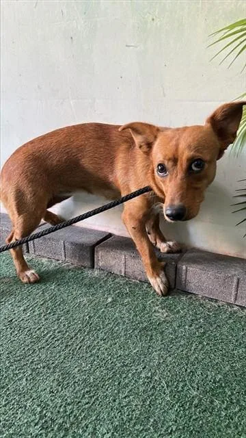 A young medium-sized female Chihuahua dog named Pasilla for adoption in Baldwin Park, CA