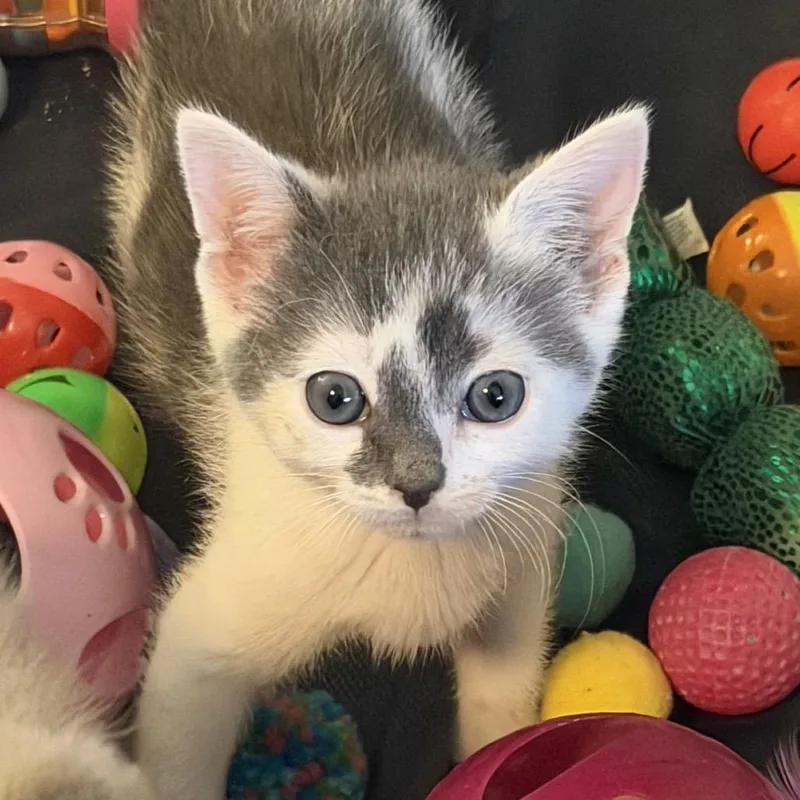 A baby small-sized male Domestic Short Hair cat named Tucker for adoption in Tustin, CA