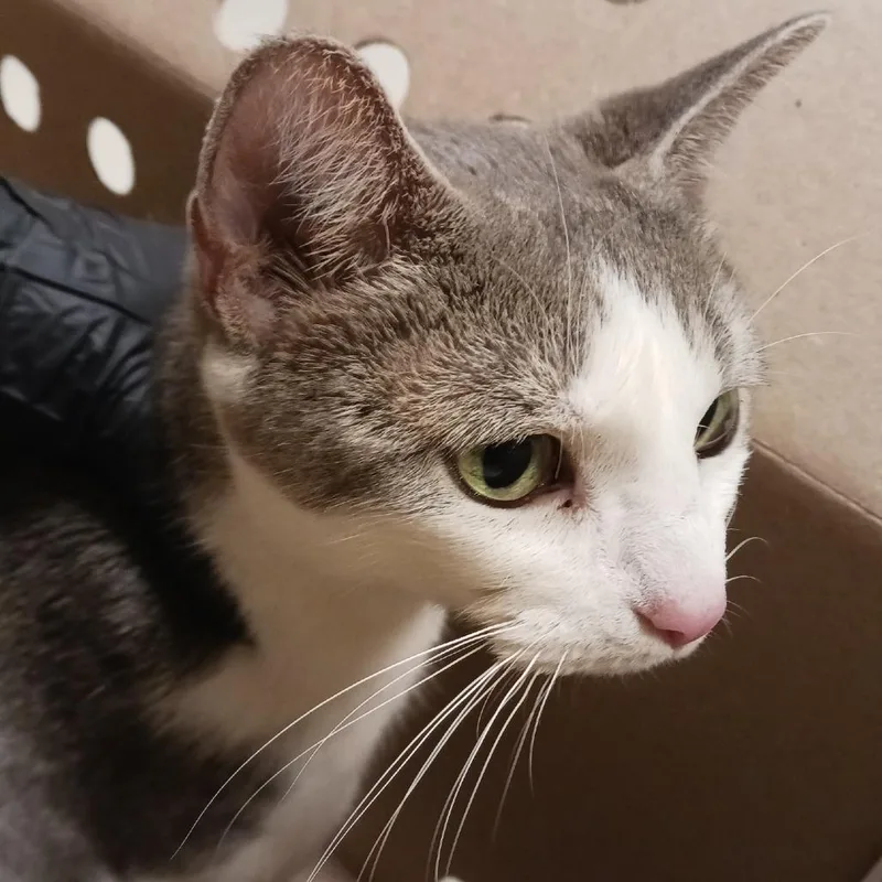 An adult medium-sized female Gray / Blue / Silver Domestic Short Hair cat named Banana Slug for adoption in Baltimore, MD