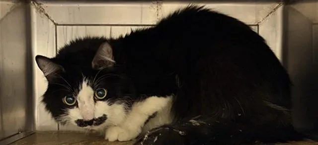 An adult large-sized male Domestic Short Hair cat named Chaplin for adoption in Camarillo, CA