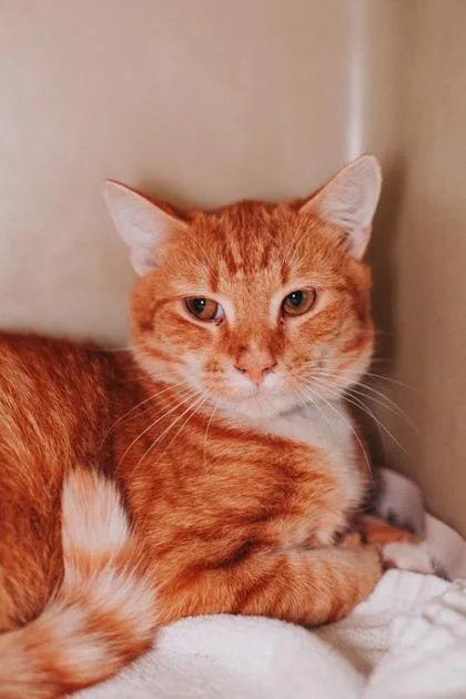 An adult small-sized male Domestic Short Hair cat named a Eli Gold for adoption in North Charleston, SC