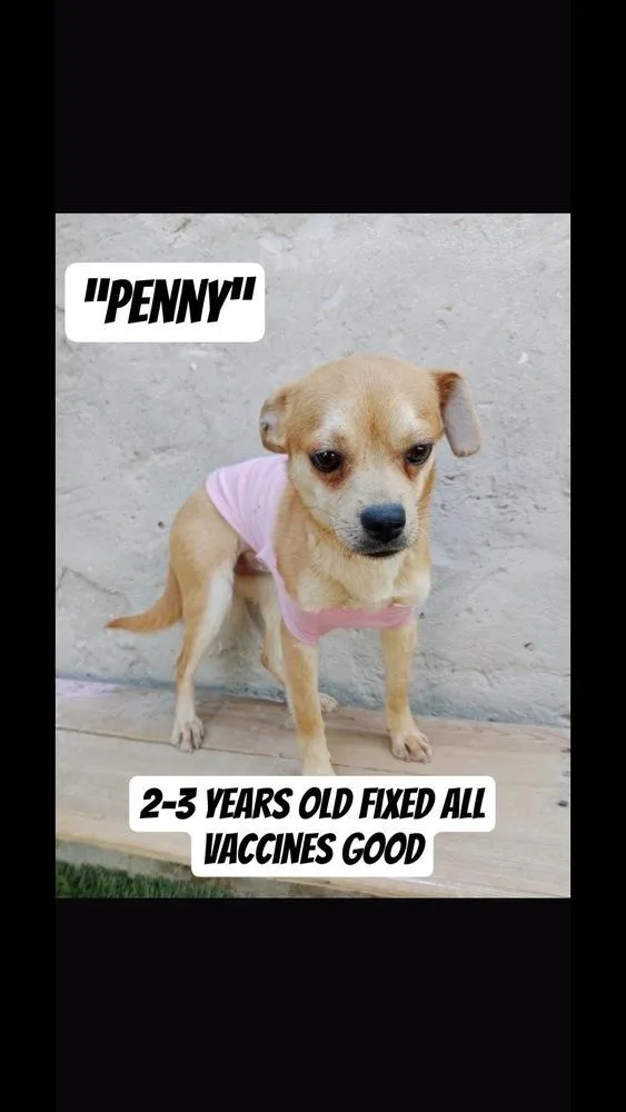 Penny
