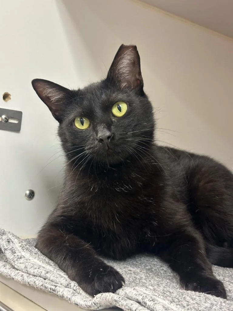 A young medium-sized female Domestic Short Hair cat named Friendly for adoption in Johnson City, TN