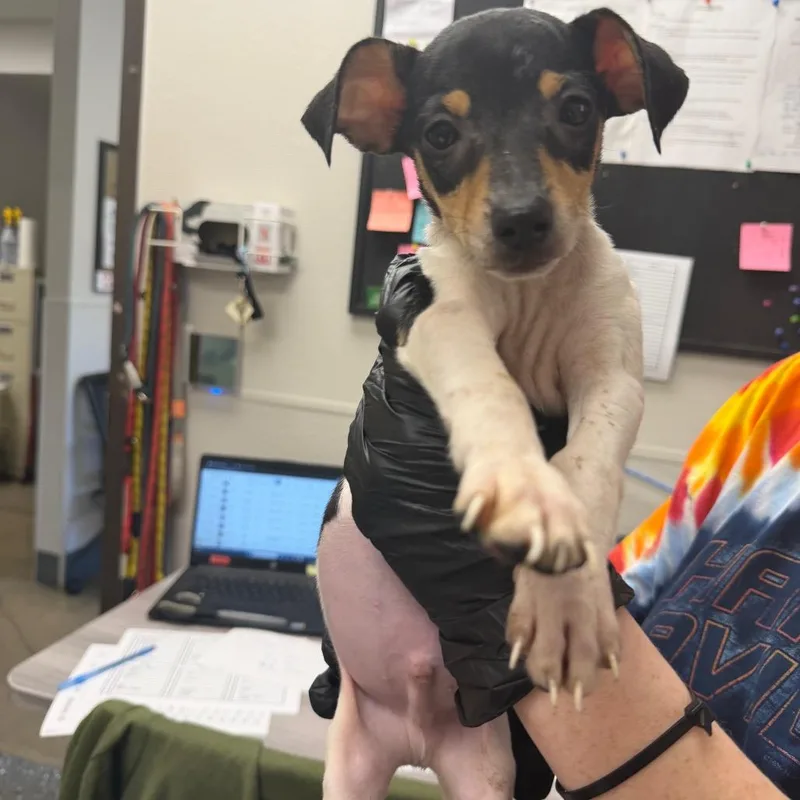 A baby small-sized male White / Cream Mixed Breed dog named Chucky for adoption in Columbiana, AL