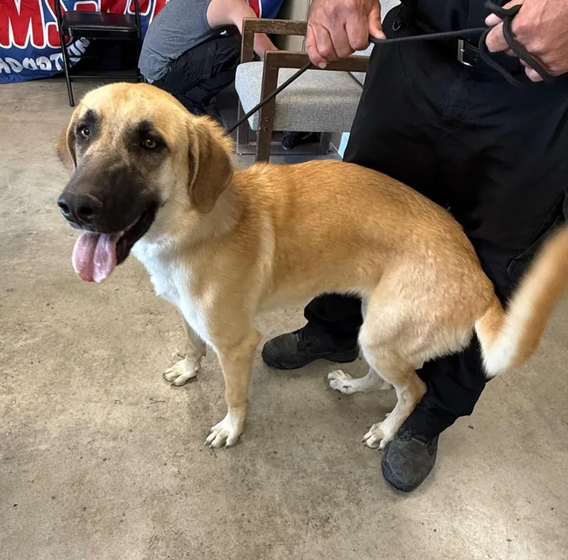 A baby extra large-sized female Great Pyrenees dog named Zen for adoption in Twentynine Palms, CA