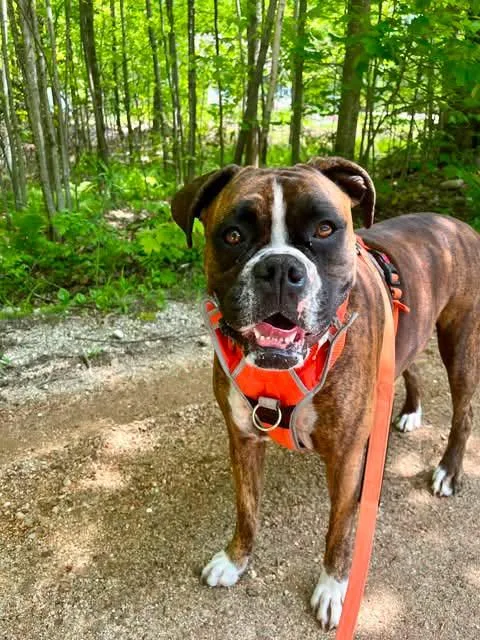 Moxie