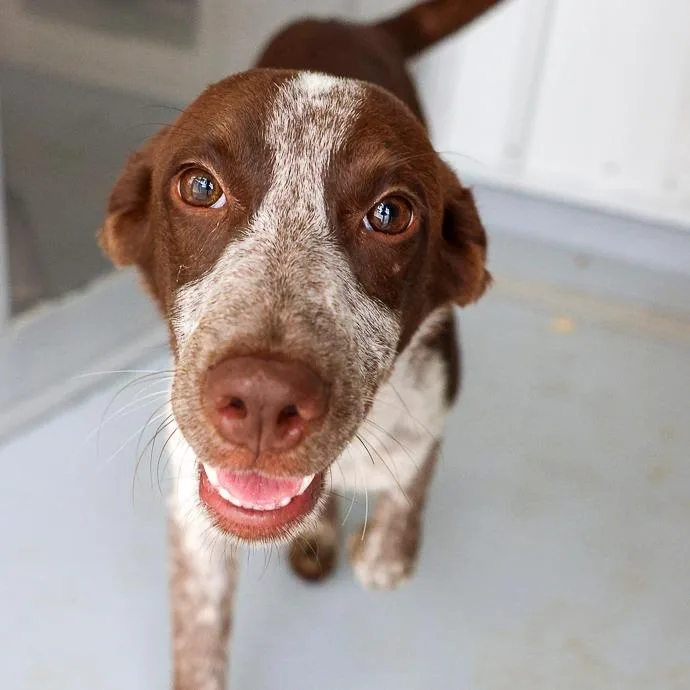 A baby medium-sized female Brown / Chocolate Pointer dog named Phoebe for adoption in Bradenton, FL