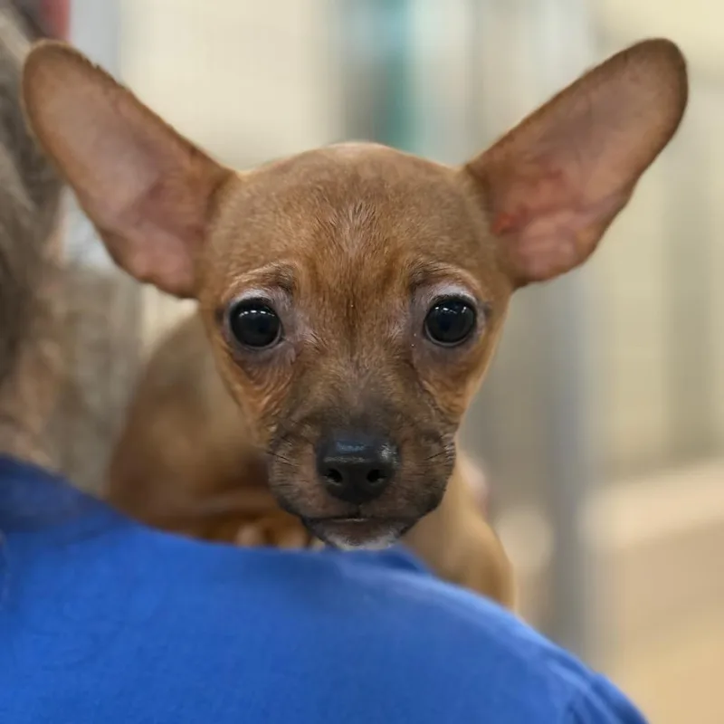 A baby small-sized female Yellow / Tan / Blond / Fawn Chihuahua dog named Pinky for adoption in Perkiomenville, PA