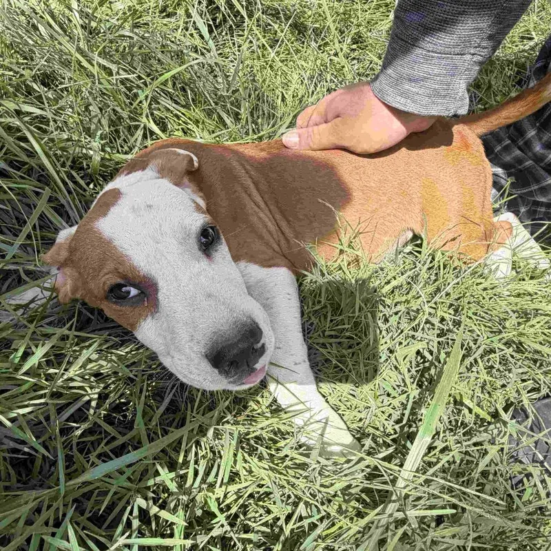 A baby medium-sized male Terrier dog named Cookie Pup: Brownie for adoption in Falls Church, VA