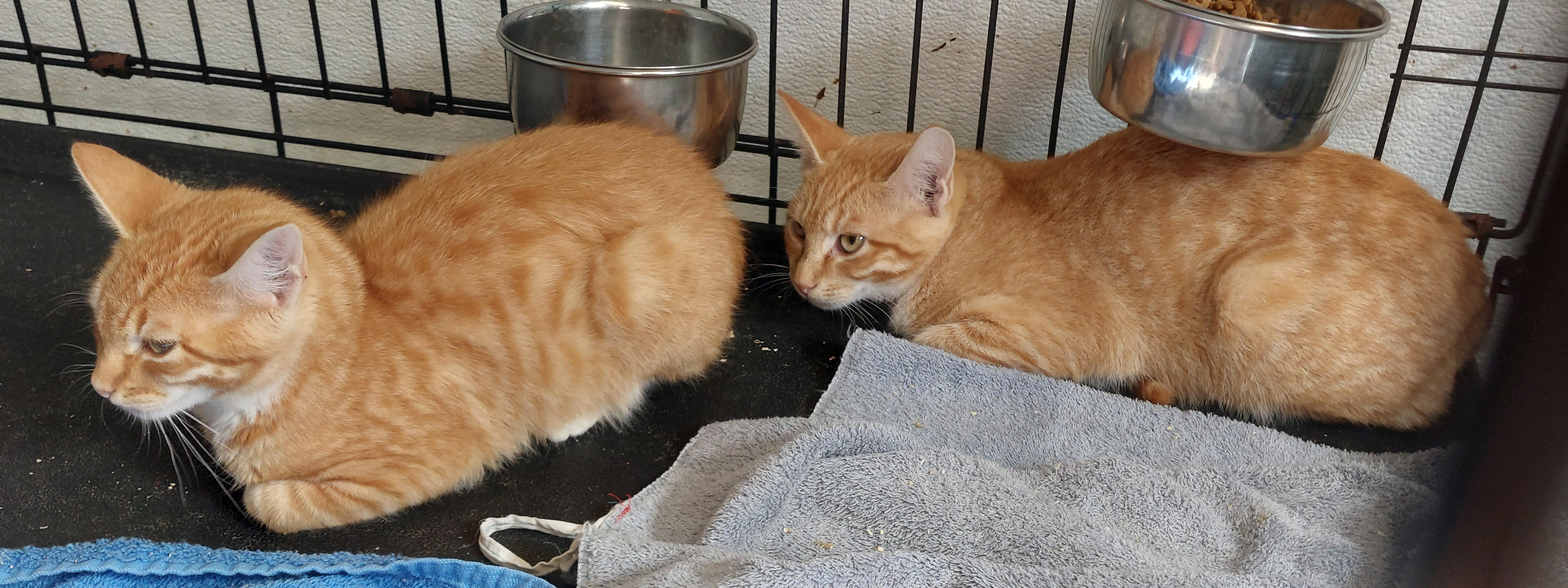 A baby medium-sized male Orange & White Domestic Short Hair cat named Red and Rusty for adoption in Rehoboth, MA