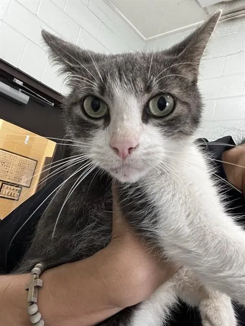 An adult medium-sized male Domestic Short Hair cat named Bridgette for adoption in Corpus Christi, TX