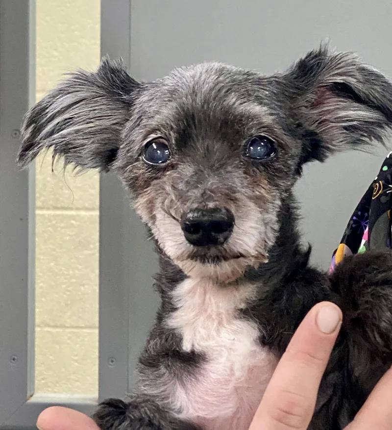A senior small-sized male Gray / Blue / Silver Yorkshire Terrier dog named Rog for adoption in Glasgow, KY