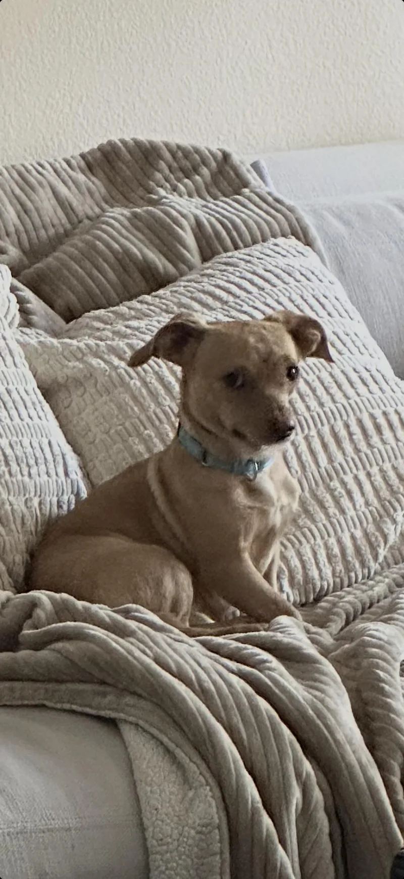 A young small-sized male Apricot / Beige Dachshund dog named Kenny for adoption in Murrieta, CA