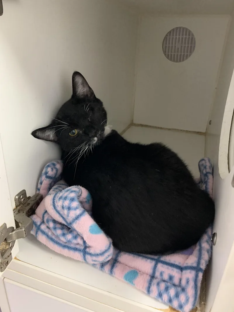 A baby medium-sized male Black Domestic Short Hair cat named Riot and Ruckus for adoption in Grass Valley, CA