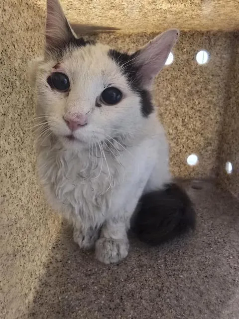 A young medium-sized male Domestic Short Hair cat named Rowan for adoption in Albuquerque, NM