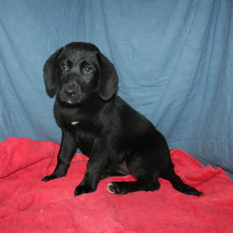 A baby medium-sized female Black Labrador Retriever dog named Princess Peach for adoption in White Lake, MI