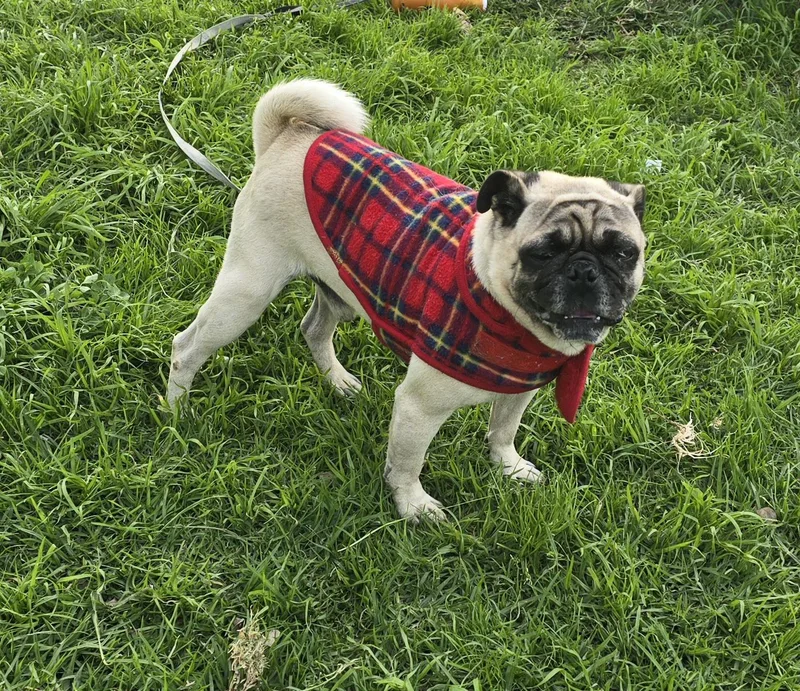 A young small-sized male Apricot / Beige Pug dog named Tonny for adoption in Fallbrook, CA