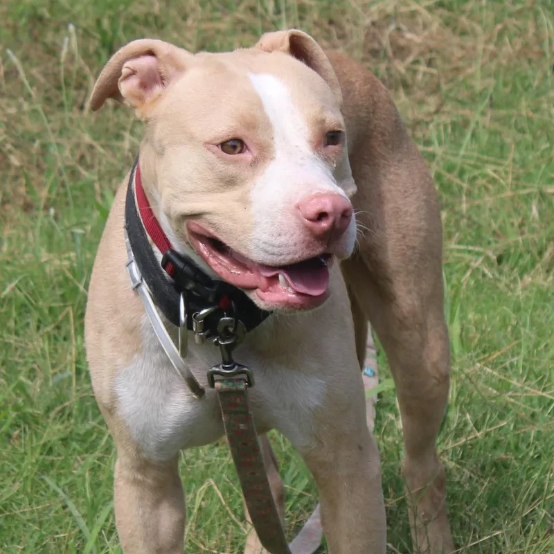 An adult medium-sized male Brown / Chocolate Pit Bull Terrier dog named Hugo for adoption in Cleveland, MS