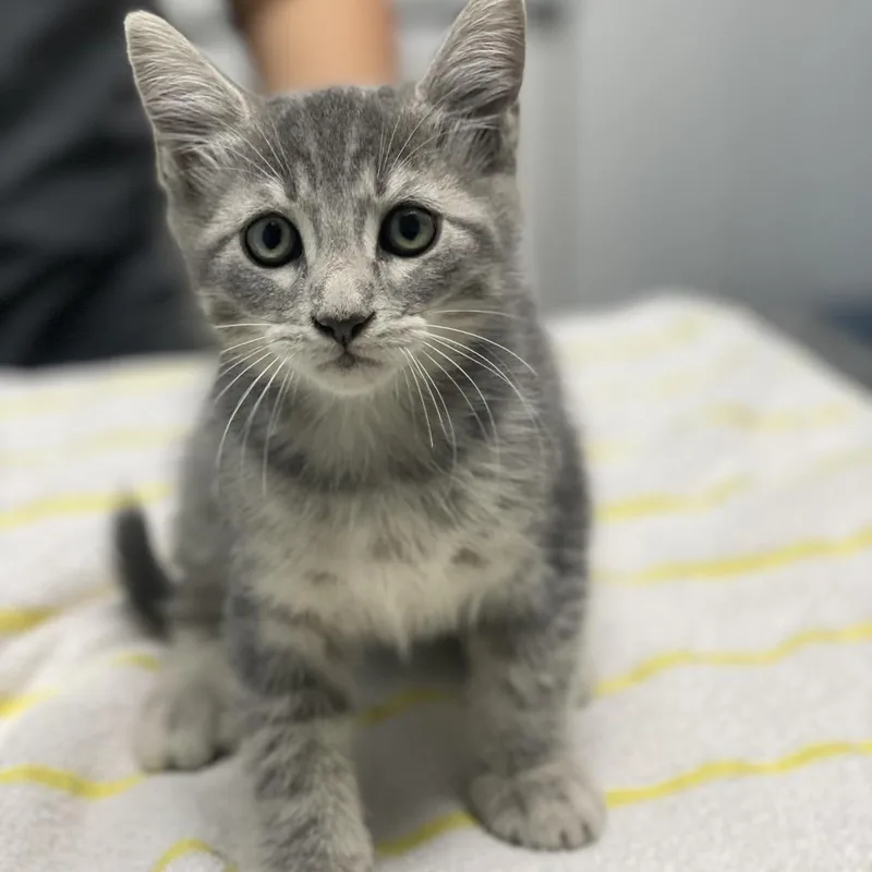 A baby small-sized male Gray / Blue / Silver Domestic Short Hair cat named Quad for adoption in Riverside, CA