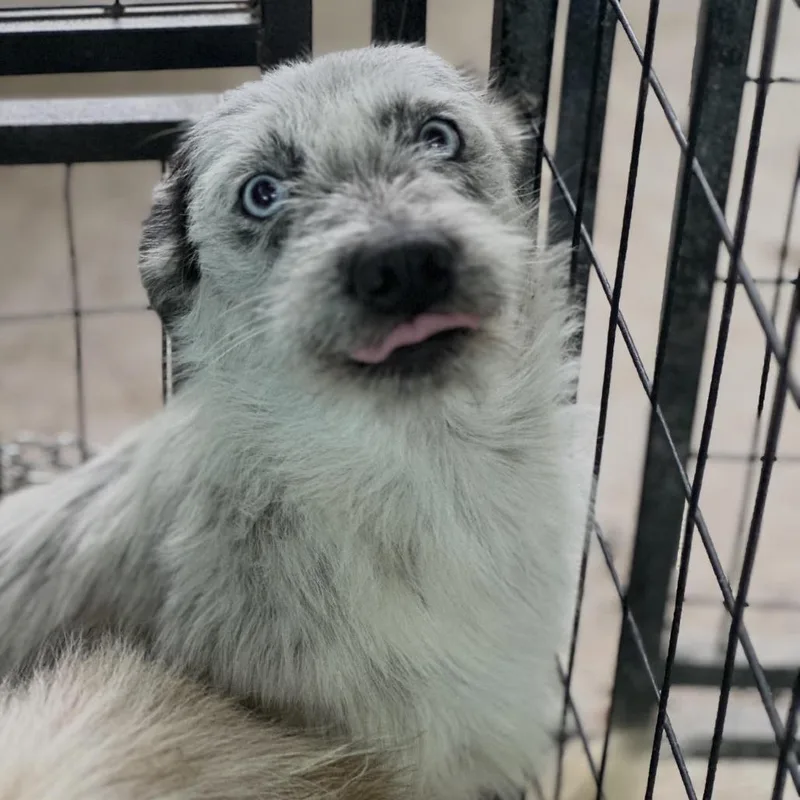 An adult small-sized female White / Cream Australian Cattle Dog / Blue Heeler dog named Flora for adoption in Sonoma, CA