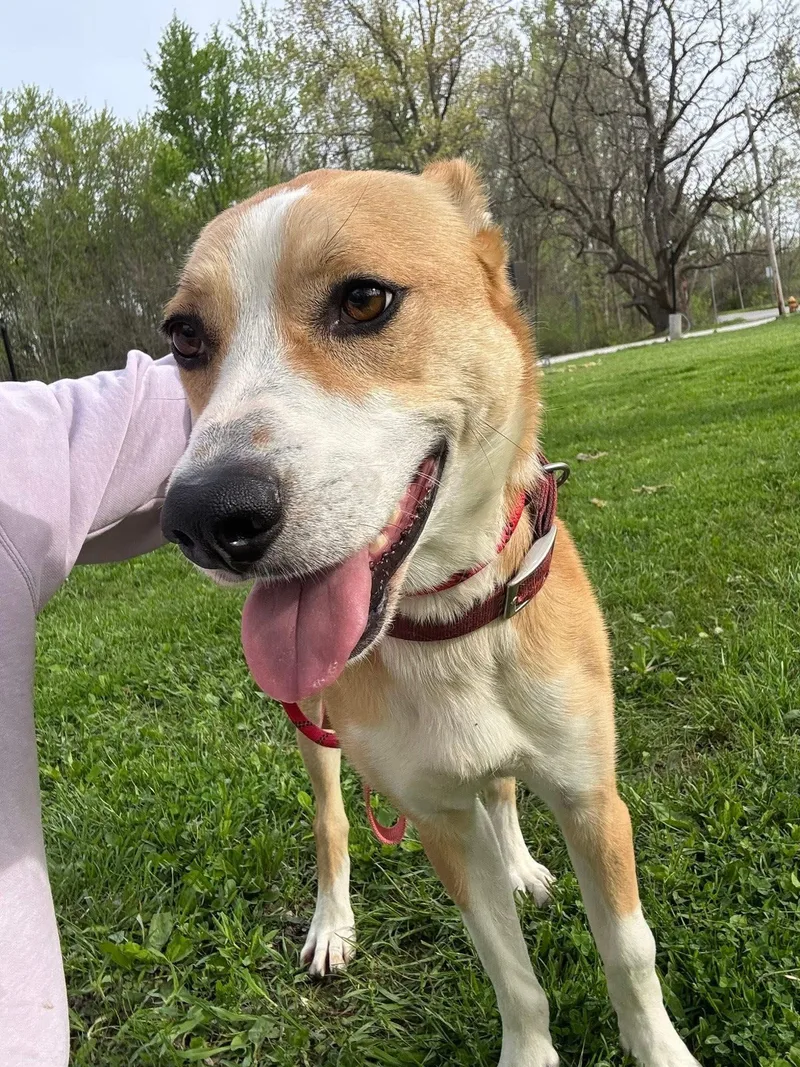 An adult medium-sized female Apricot / Beige Mixed Breed dog named Dahlia for adoption in Warren, OH