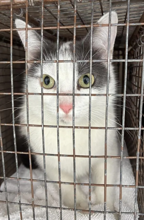 An adult medium-sized female Domestic Short Hair cat named Purrita for adoption in Salt Lake City, UT